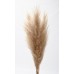 PAMPAS GRASS 45" (23-27" head) Natural